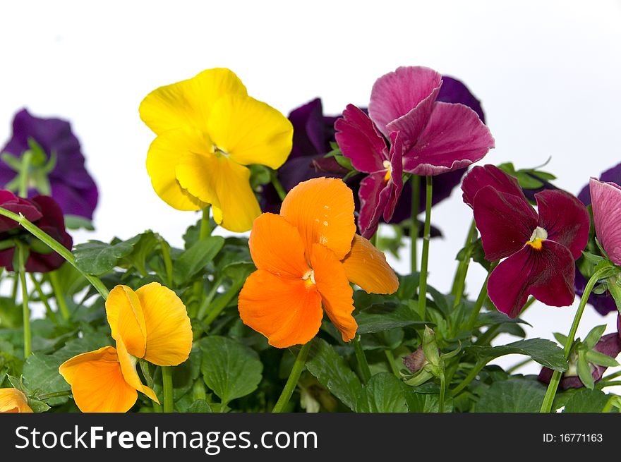 Bundle of colorful pansy flowers on isolating white background. Bundle of colorful pansy flowers on isolating white background