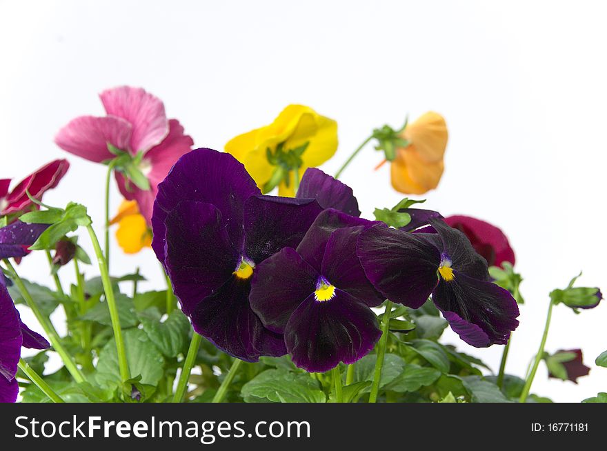 Bundle of colorful pansy flowers on isolating background. Bundle of colorful pansy flowers on isolating background