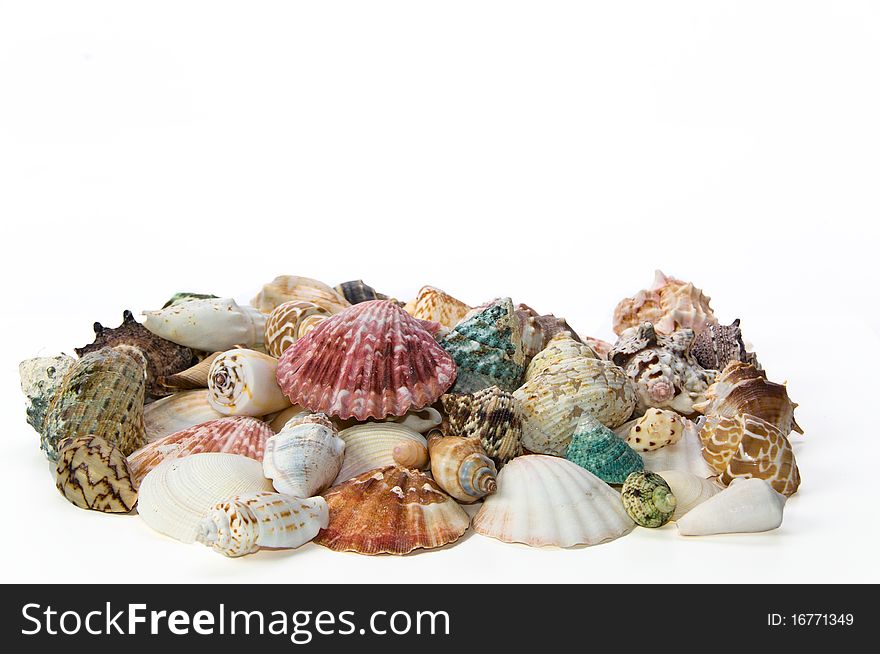 Sea shells arranged on isolating white background