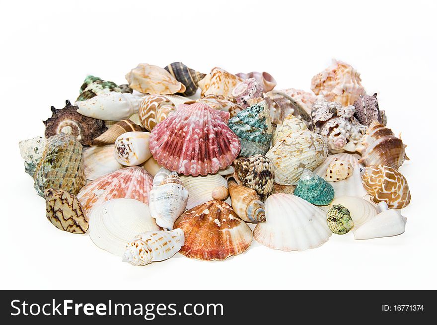 Sea shells arranged on isolating background