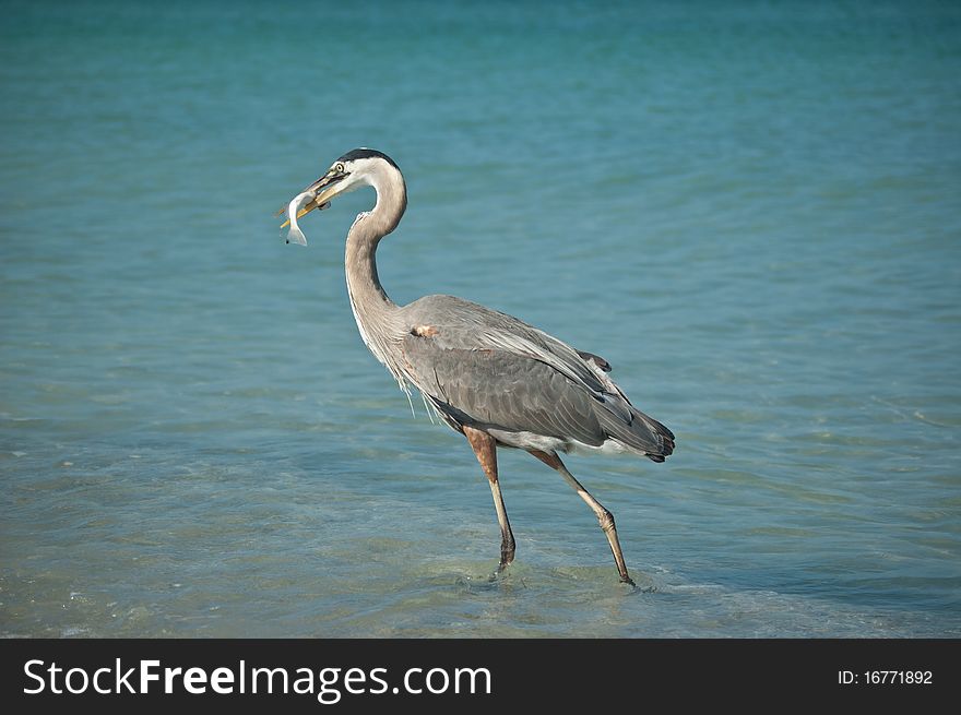 Great Blue Heron With Fish on a Gulf Coast Beach