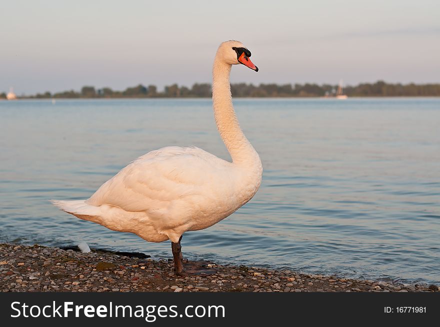 Mute Swan on a Beach in the Evening