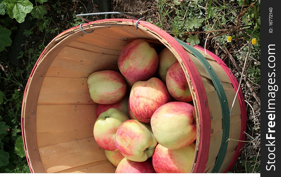 Basket of harvested Liberty apples. Basket of harvested Liberty apples
