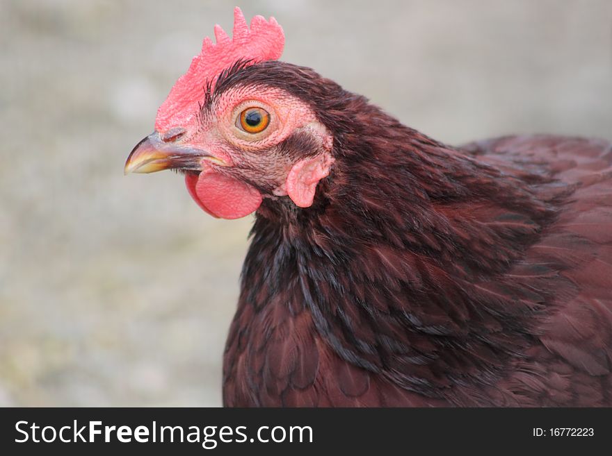 Closeup of Red Rooster with Orange Eye