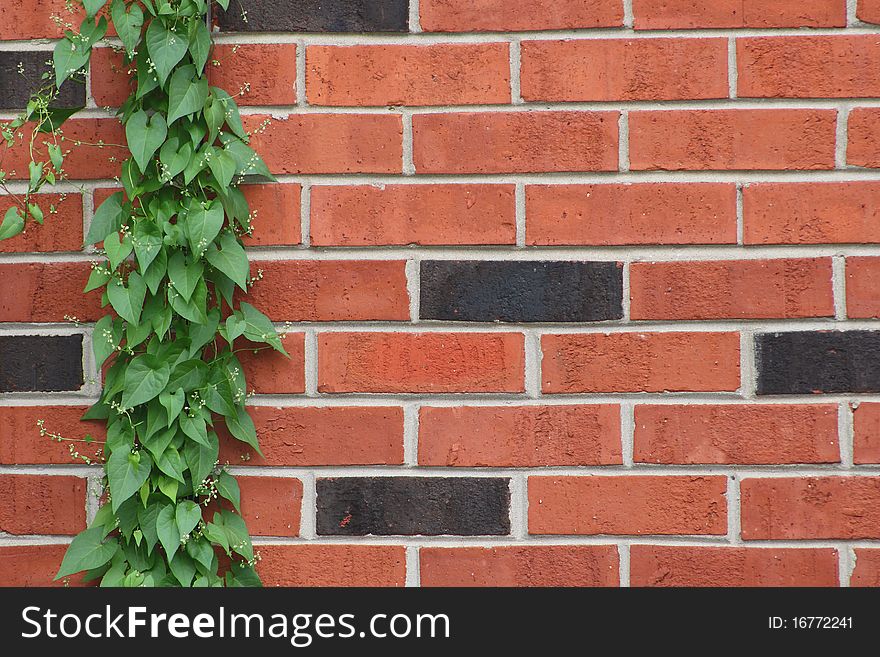 Green vine climbing red and black brick wall. Green vine climbing red and black brick wall