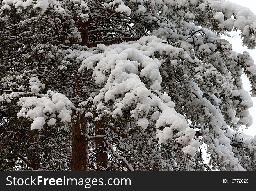 Branches of the pine in snow
