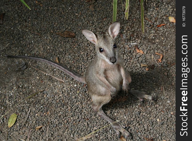 A cute little wallaby joey wonders what you are looking at.