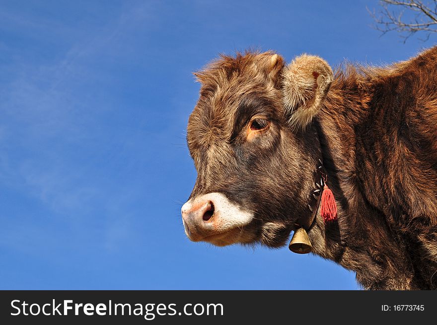 A head of the calf with a hand bell close up against the dark blue sky. A head of the calf with a hand bell close up against the dark blue sky