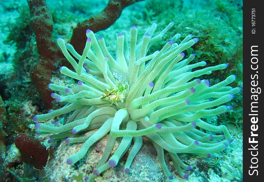 Fish Swims In Anemone