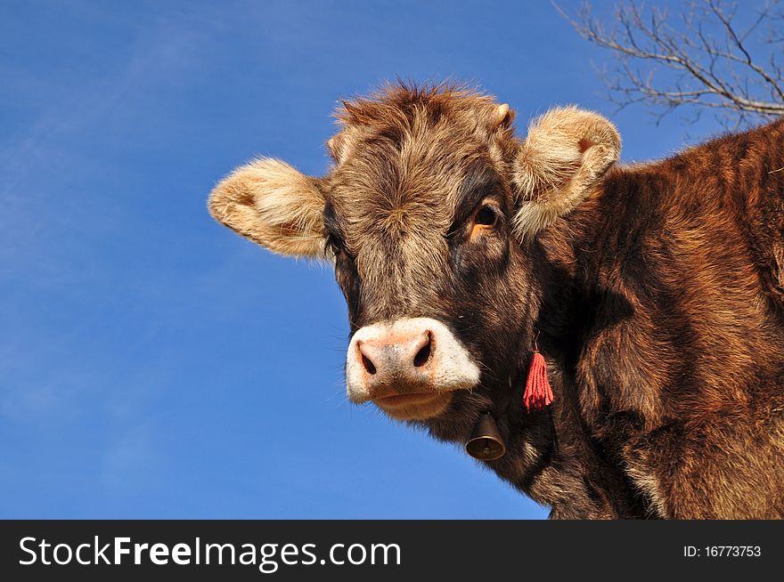 A head of the calf with a hand bell close up against the dark blue sky. A head of the calf with a hand bell close up against the dark blue sky