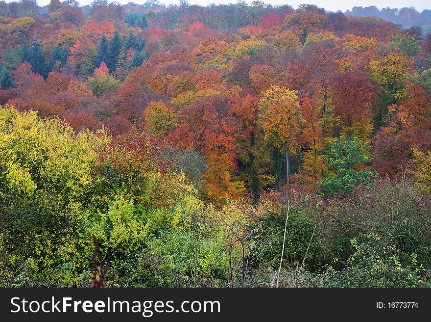 Autumn colors in an English Forest. Autumn colors in an English Forest