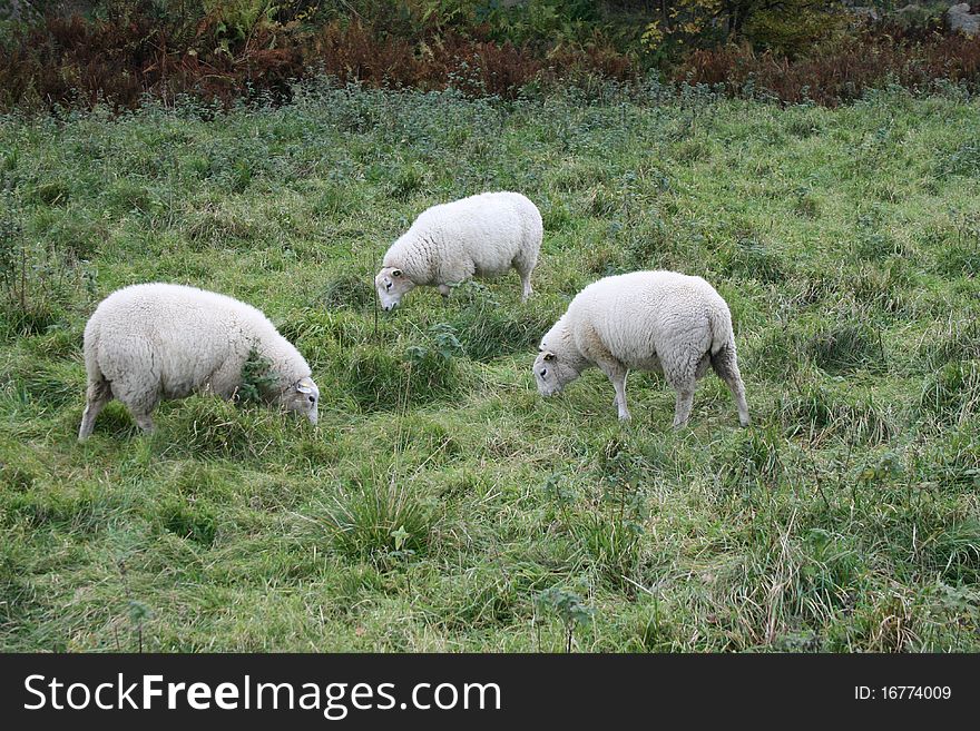 Sheeps eating and staying alert. Sheeps eating and staying alert