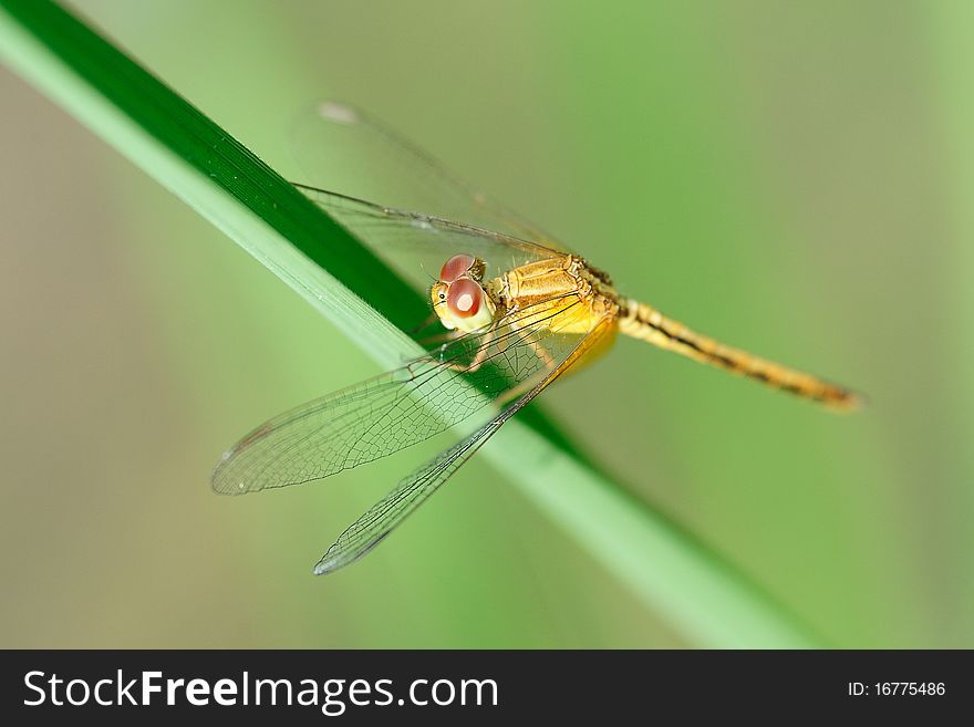 A dragonfly resting on a green leaf. A dragonfly resting on a green leaf