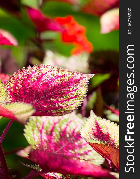 Peach Leaves And Beautiful Flowers In The Winter.