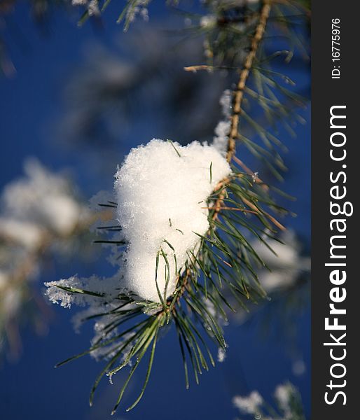 Frost and snow on the pine needles. Frost and snow on the pine needles