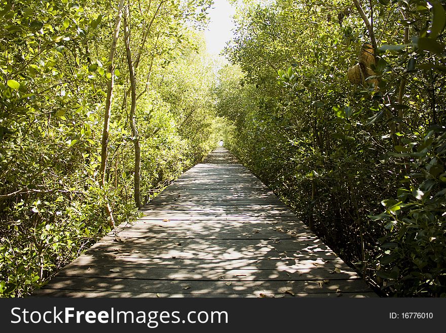 Wooden bridge with a forest green solar afternoon