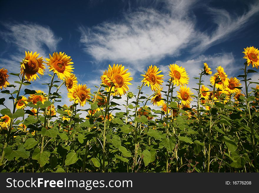 Field of sunflowers with blue sky and clouds. Field of sunflowers with blue sky and clouds