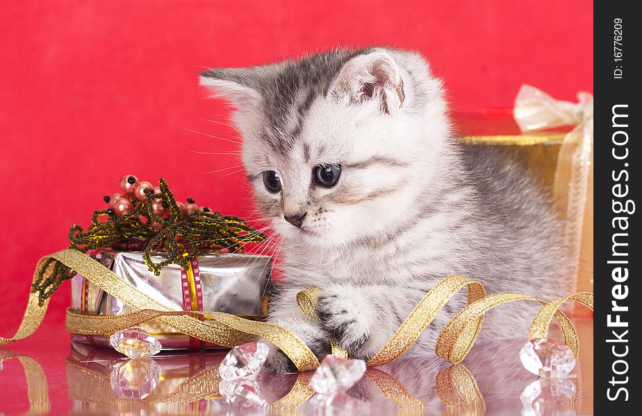 British kitten and gifts in a shiny box with a red background