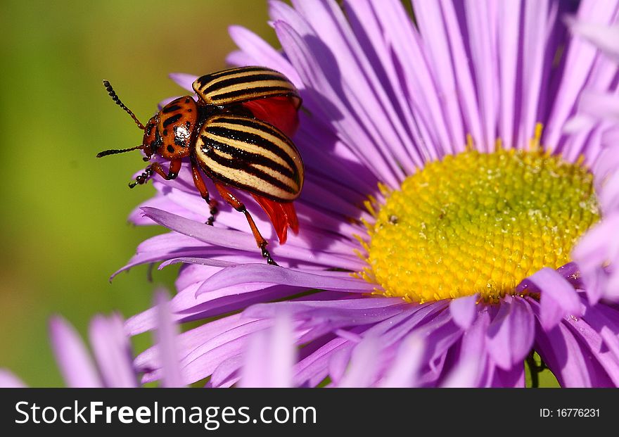 Colorado beetle on the flower