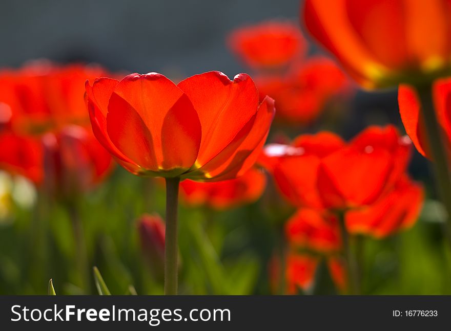 Backlit red tulips in short range of focus. Backlit red tulips in short range of focus