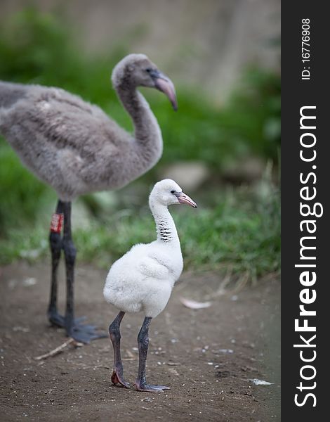 A flock of pink flamingos with cubs