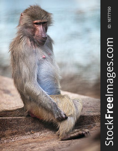 Baboon (Simia Hamadrya)