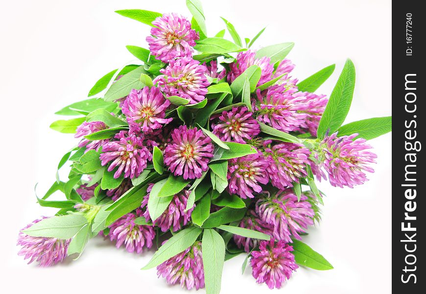 Bouquet of pink clover field flowers as floral background. Bouquet of pink clover field flowers as floral background