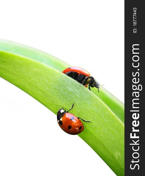 Closeup of couple of ladybugs on green leaf isolated on white background