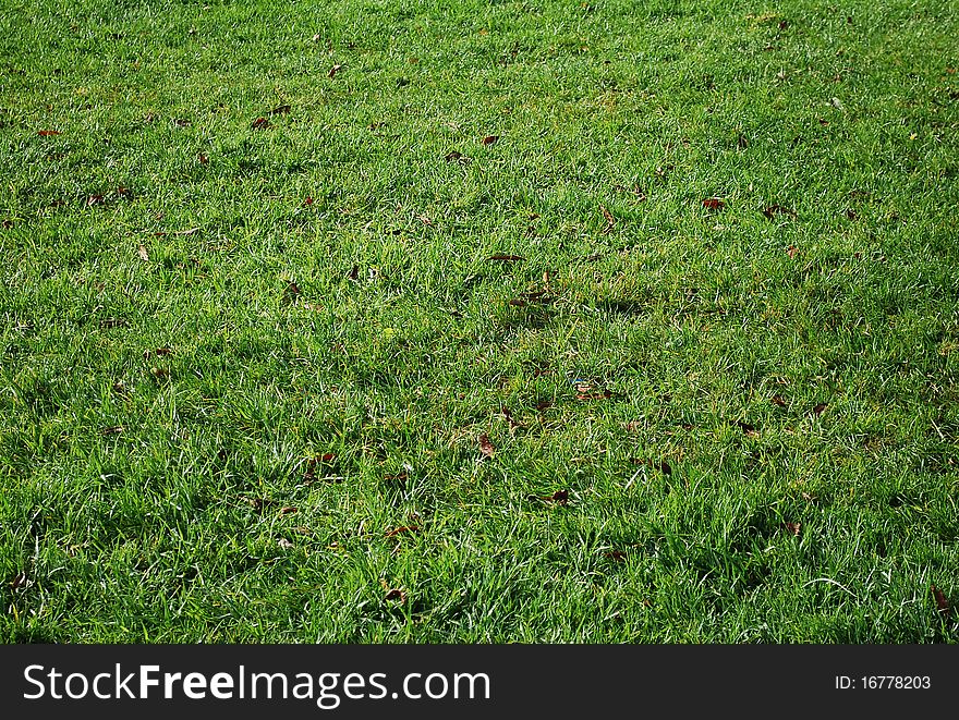 The green background of grass, natural conditions.