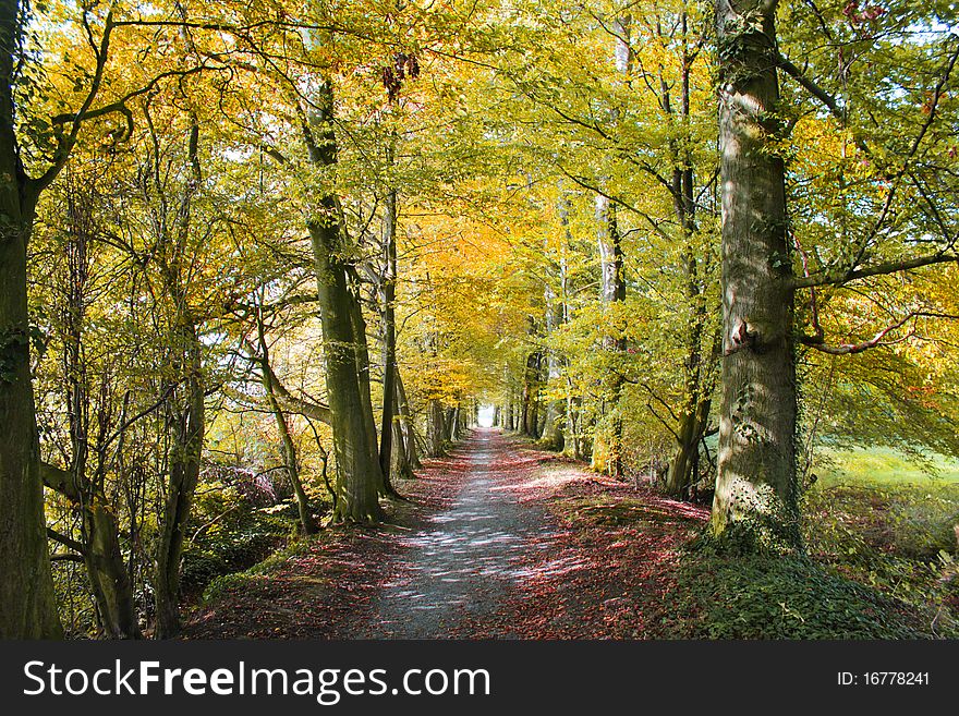 Nature trail leads through a colorful fall scene
