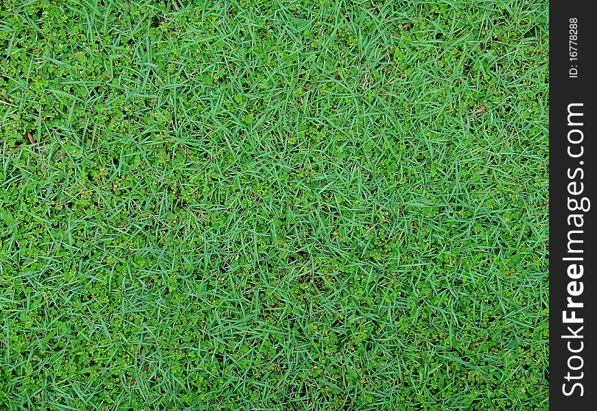 Green grass grow on field