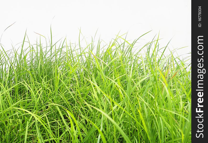 Grass on white isolated background