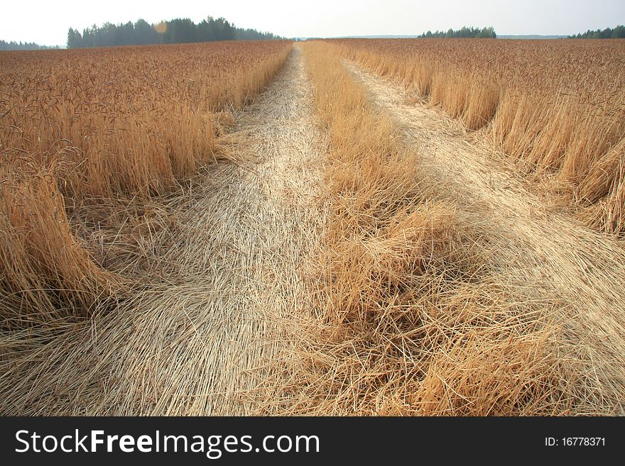 Road through a field of rye. Road through a field of rye