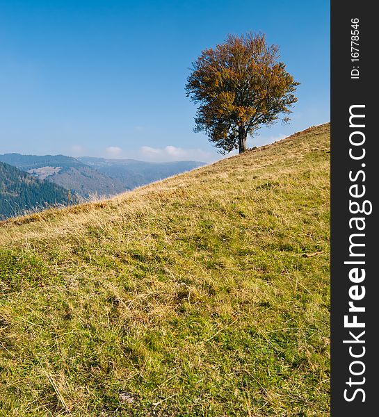 Lonely Tree On Mountain