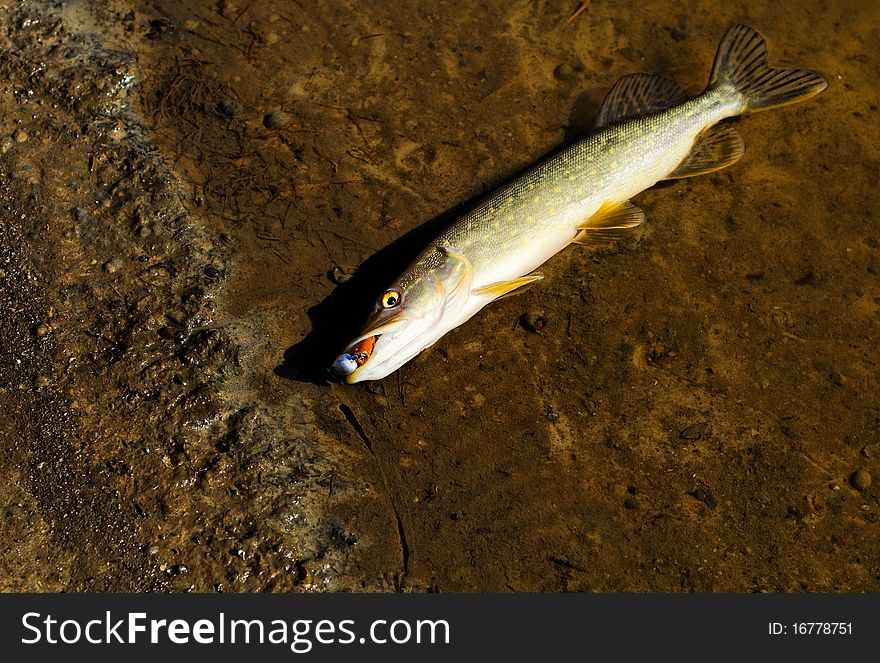 The caught pike near river coast