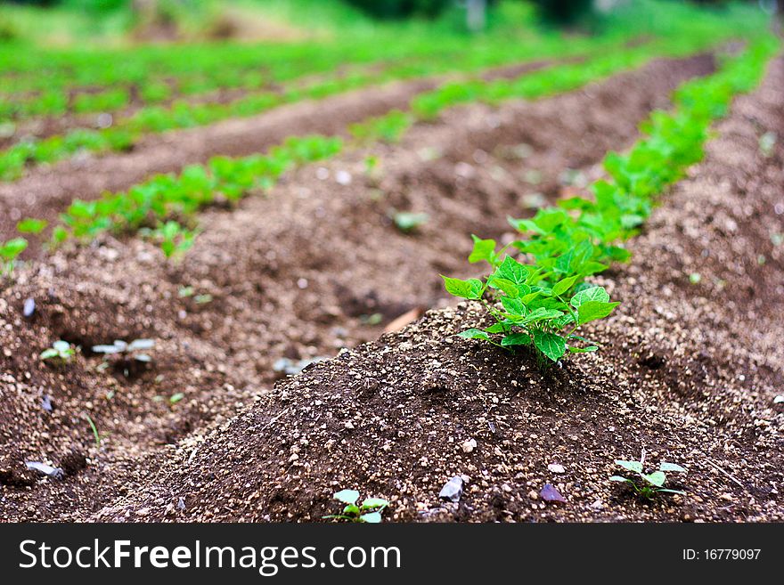 Trees are grown. The leaves are growing. be fresh. Small trees growing.