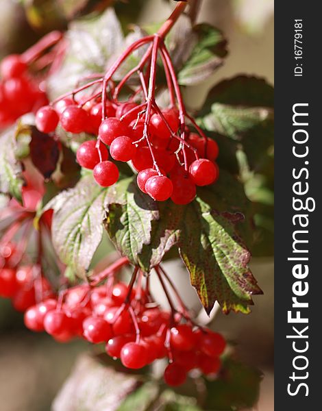 Beautiful viburnum branches with red berries outdoor. Beautiful viburnum branches with red berries outdoor