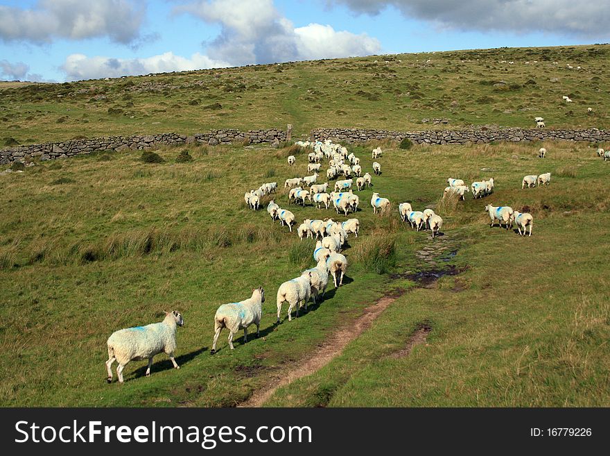 Sheep being herded on Dartmoor near Littaford Tors