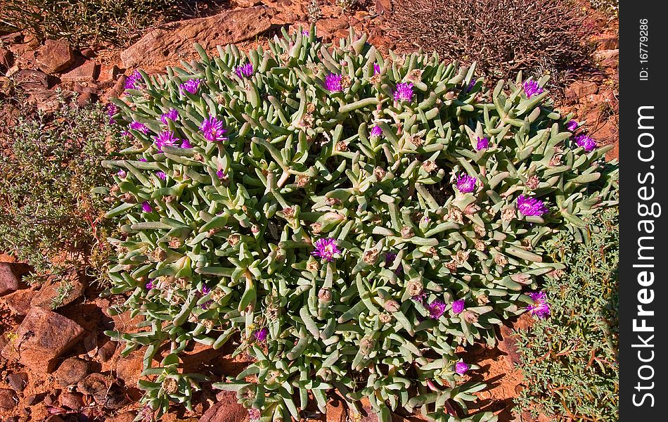 Stones and vegetation in the australian bush, northen territory