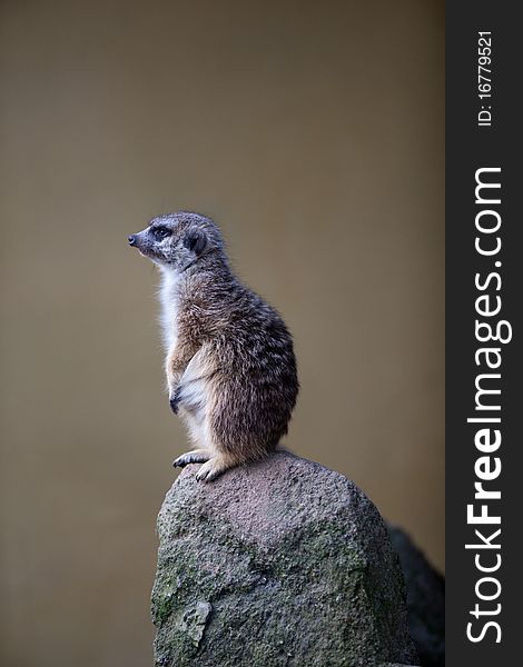 Watchful meerkat standing guard on the high ground