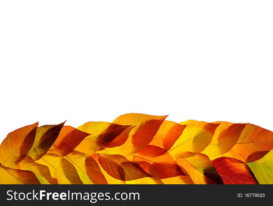 A bunch of fall leaves isolated on white background. A bunch of fall leaves isolated on white background