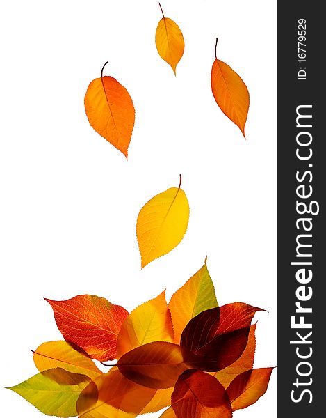 A bunch of fall leaves isolated on white background. A bunch of fall leaves isolated on white background