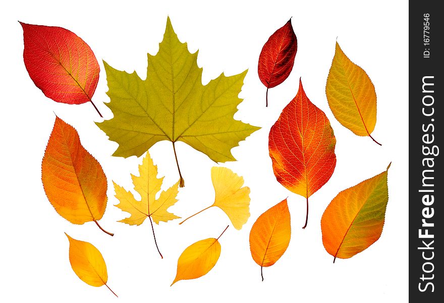 A bunch of fall leaves isolated on white background. A bunch of fall leaves isolated on white background