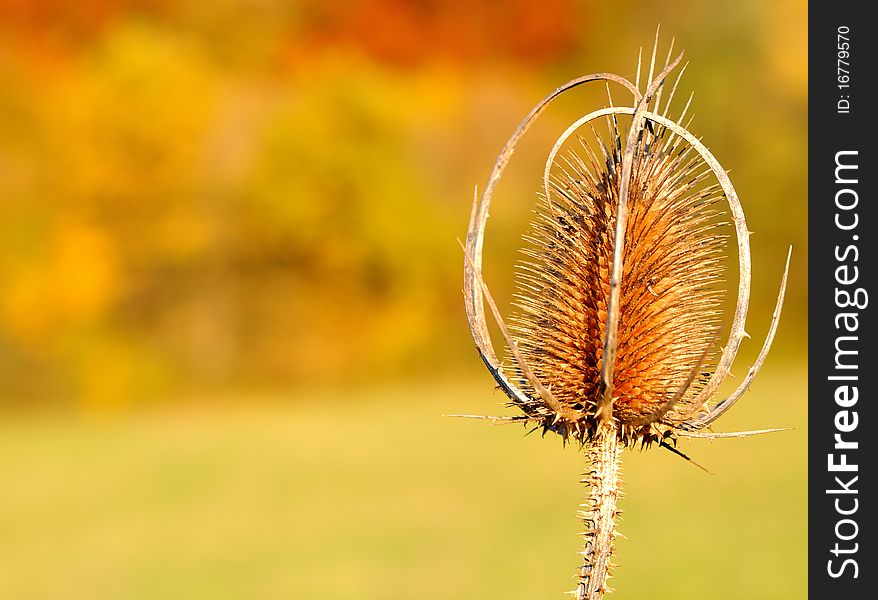 Beautiful thistle oposilte fall colored background