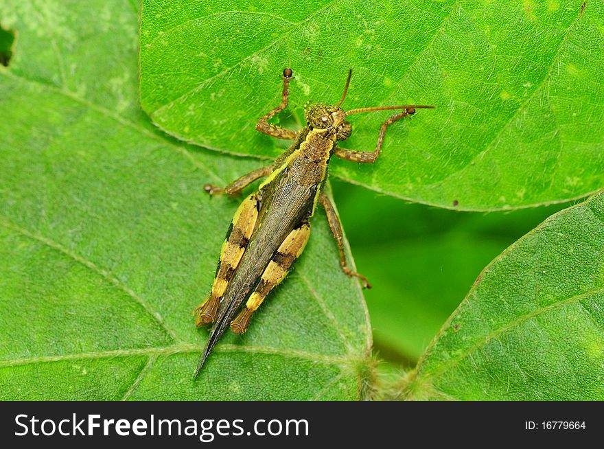 Grasshoppper
