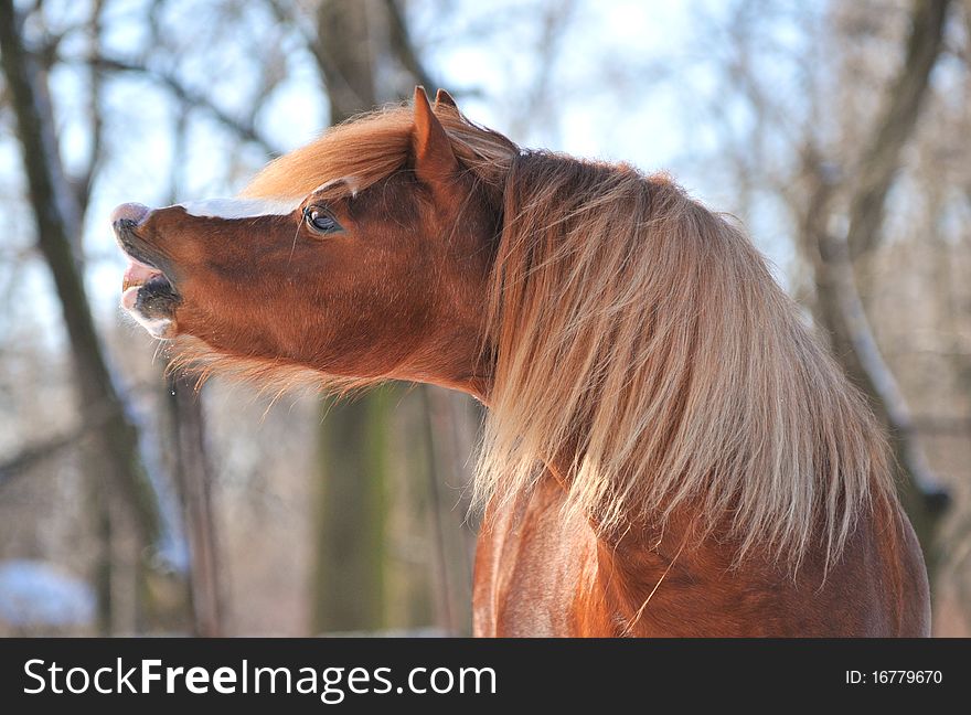 Portrait of a red pony in solar morning. Portrait of a red pony in solar morning