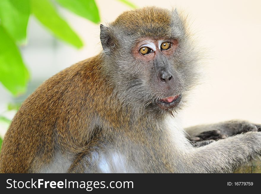 Closeup Of A Long Tailed Macaque. Closeup Of A Long Tailed Macaque
