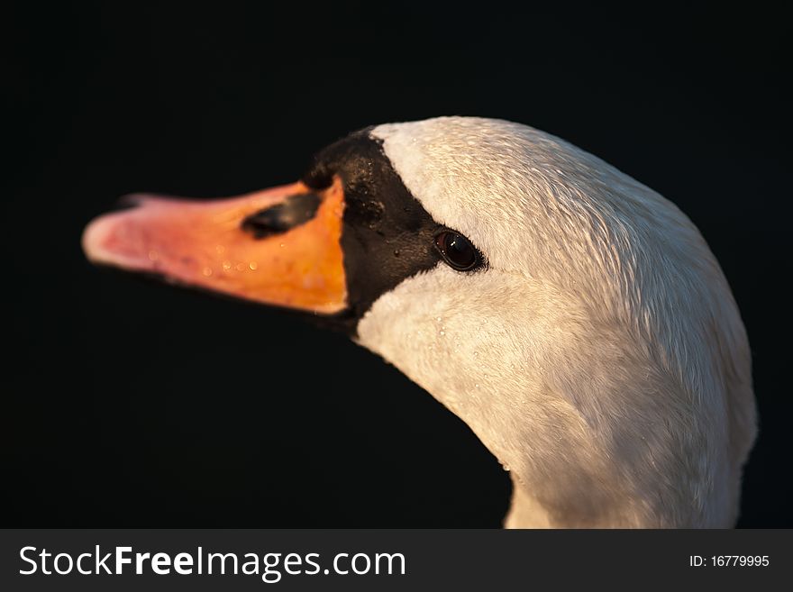 A swan head is seen in close-up in the later afternoon sun. A swan head is seen in close-up in the later afternoon sun.