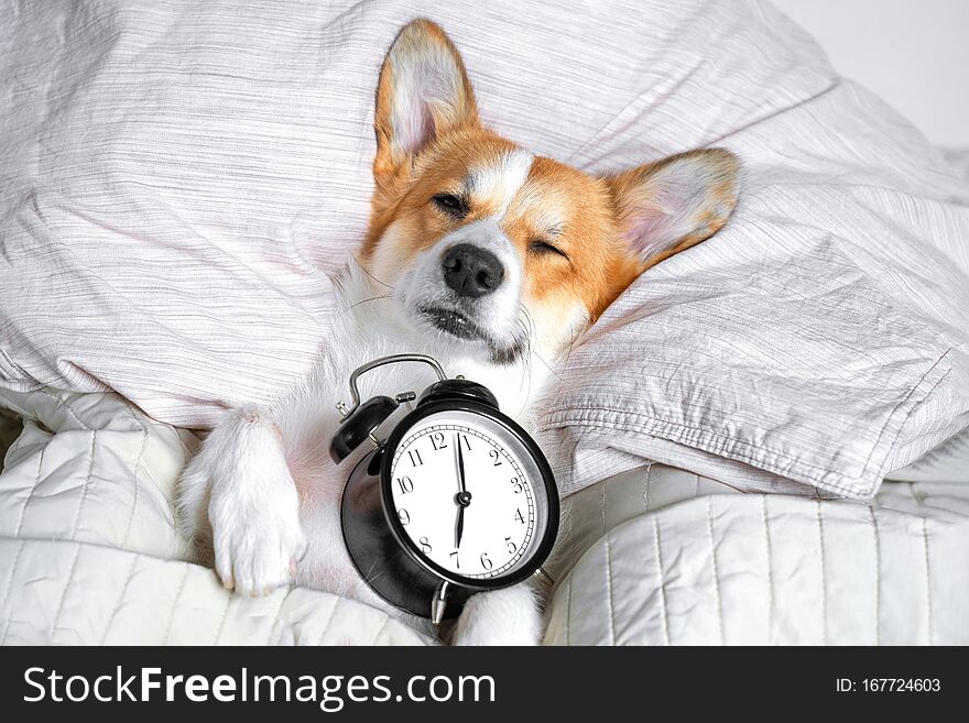 Funny red and white corgi can`t wake up from sleep on the bed on its back with alarm clock in paws