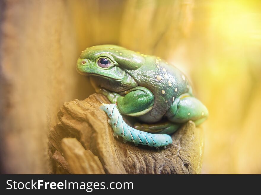 Magnificent Tree Frogs live in Western Australia and eats insects, spiders and earth worms. Their poison gland sits on top of itâ€™s head.